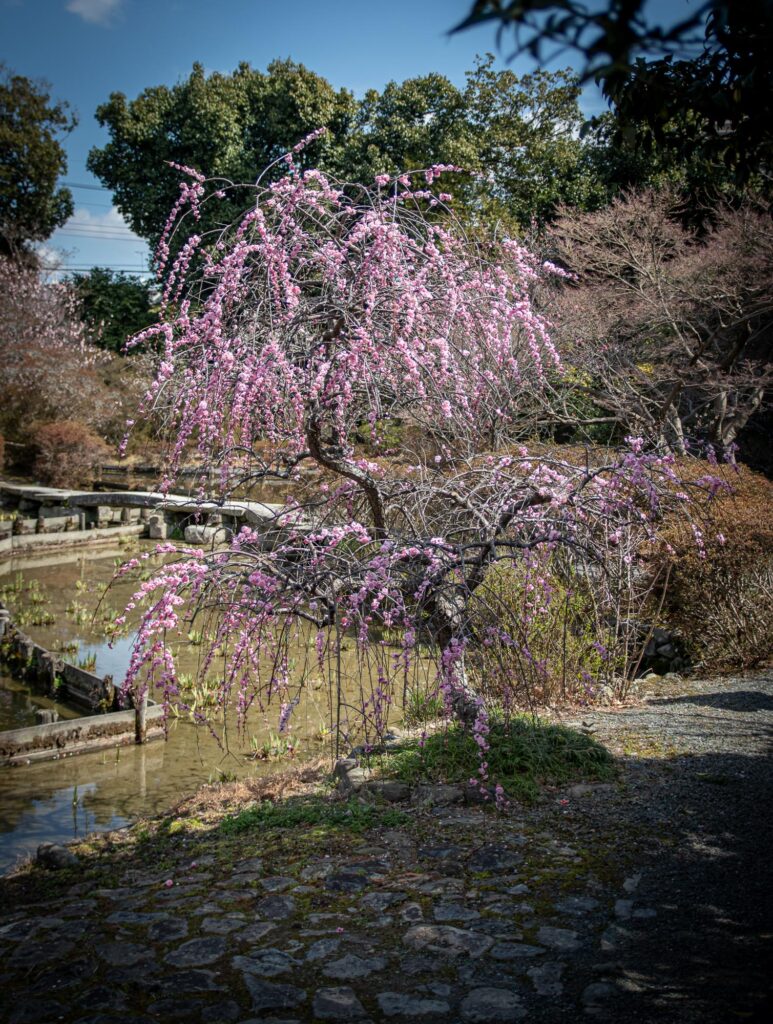Japan, 日本